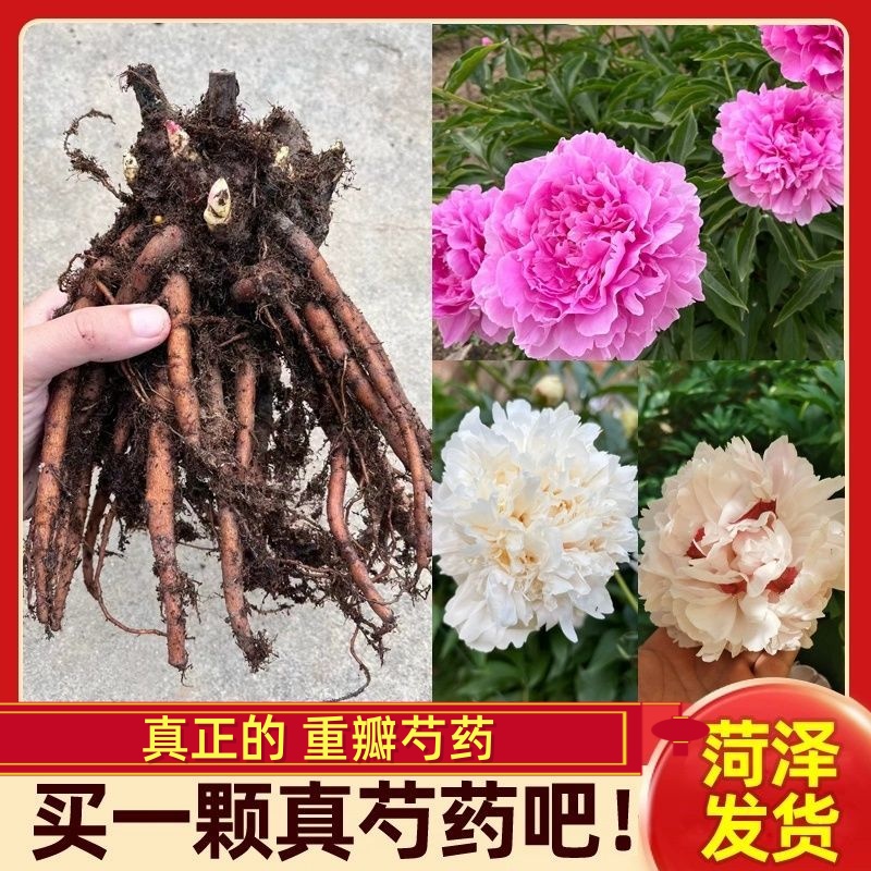 正宗菏泽重瓣大花芍药整根发出 现挖现发 (拍6送一)
