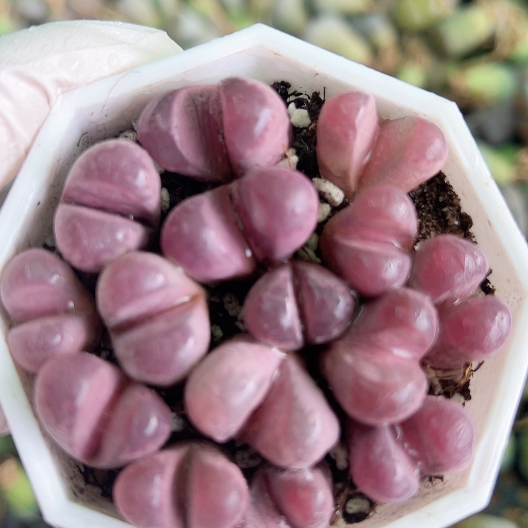 2000 好养易活生石花大母本