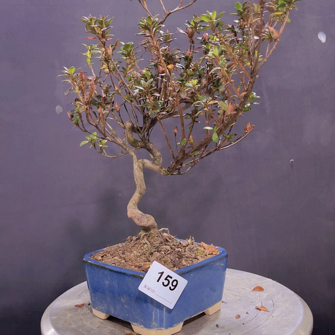 红陶直播时间一定一定