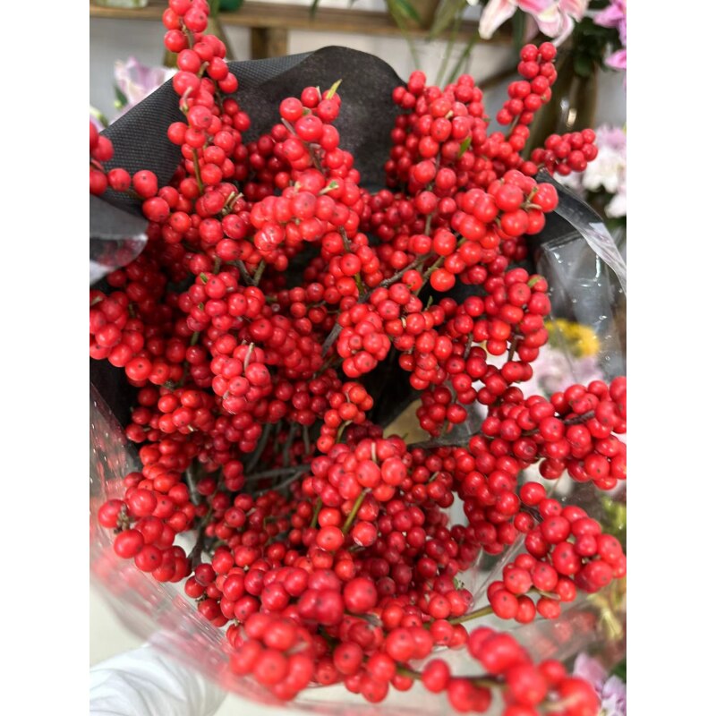 年宵花 冬青 红色 运输少量掉果黑果介意的亲慎拍