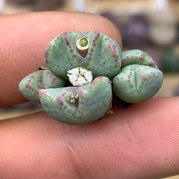 精品多肉植物大战鹿角