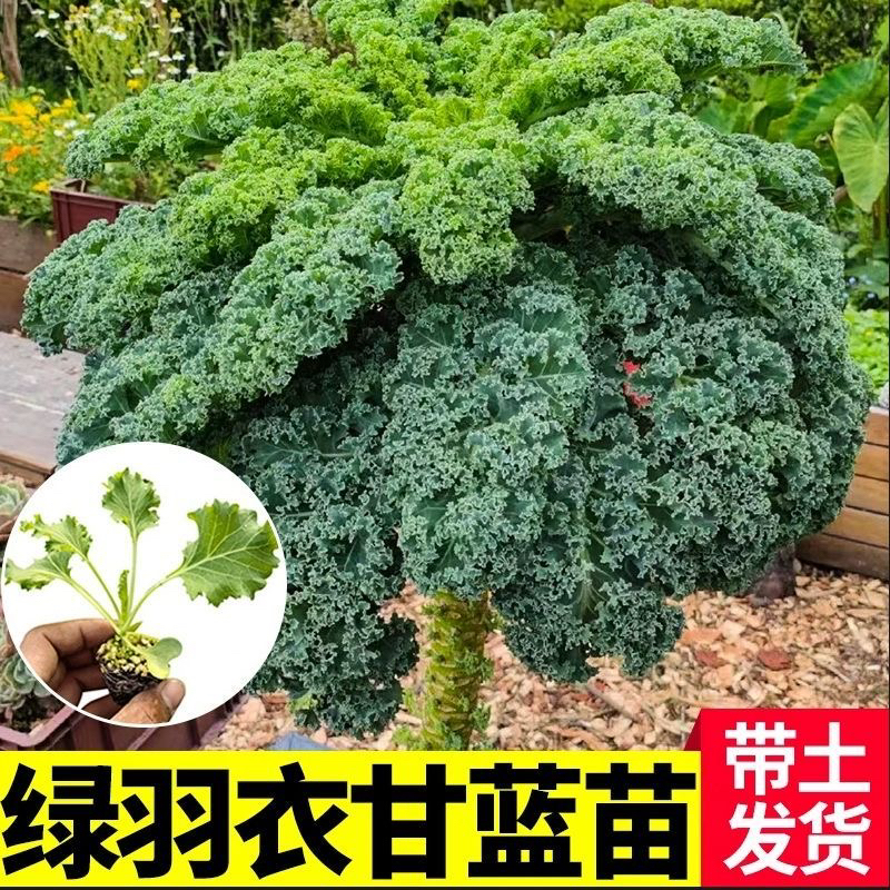 精选绿羽衣紫羽衣甘蓝苗种苗减脂菜阳台冬天菜苗耐寒蔬菜苗可食用