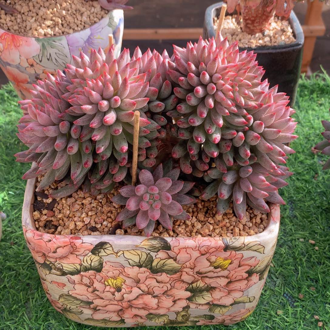 流沙体虞美人19 公分一物一拍