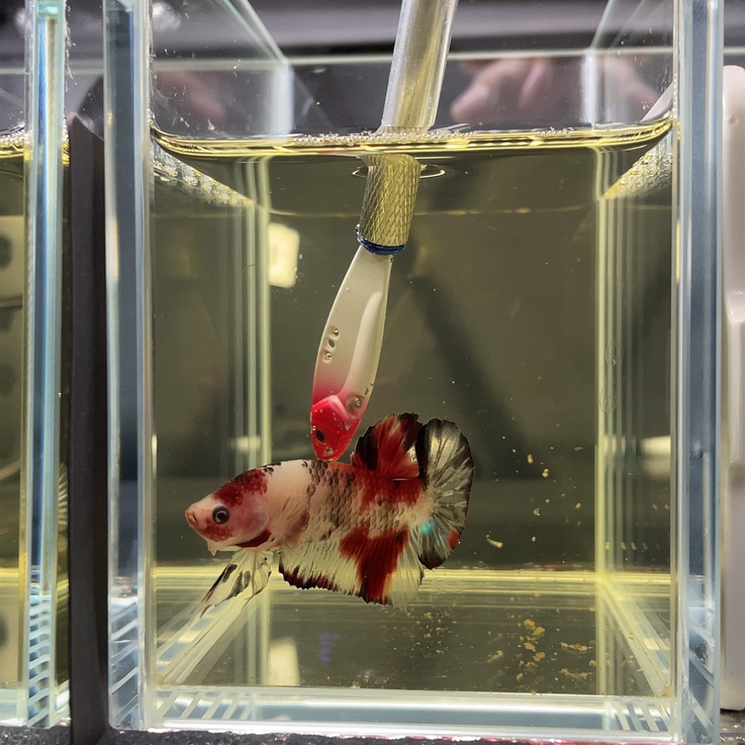 斗鱼12.2 koi糖果公 062