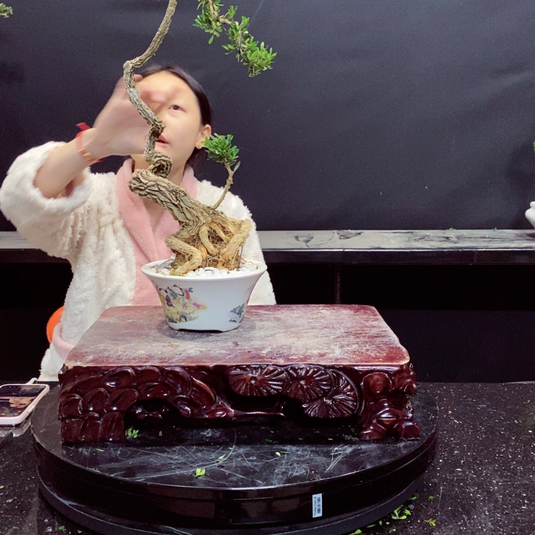 无花朵黄杨盆景雀舌软枝