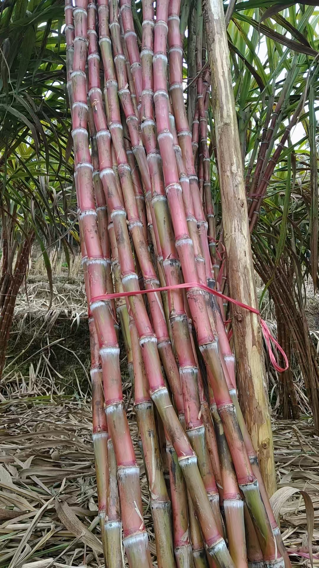 云南红脆皮甘蔗现砍现发脆甜多汁高山种植自然生长