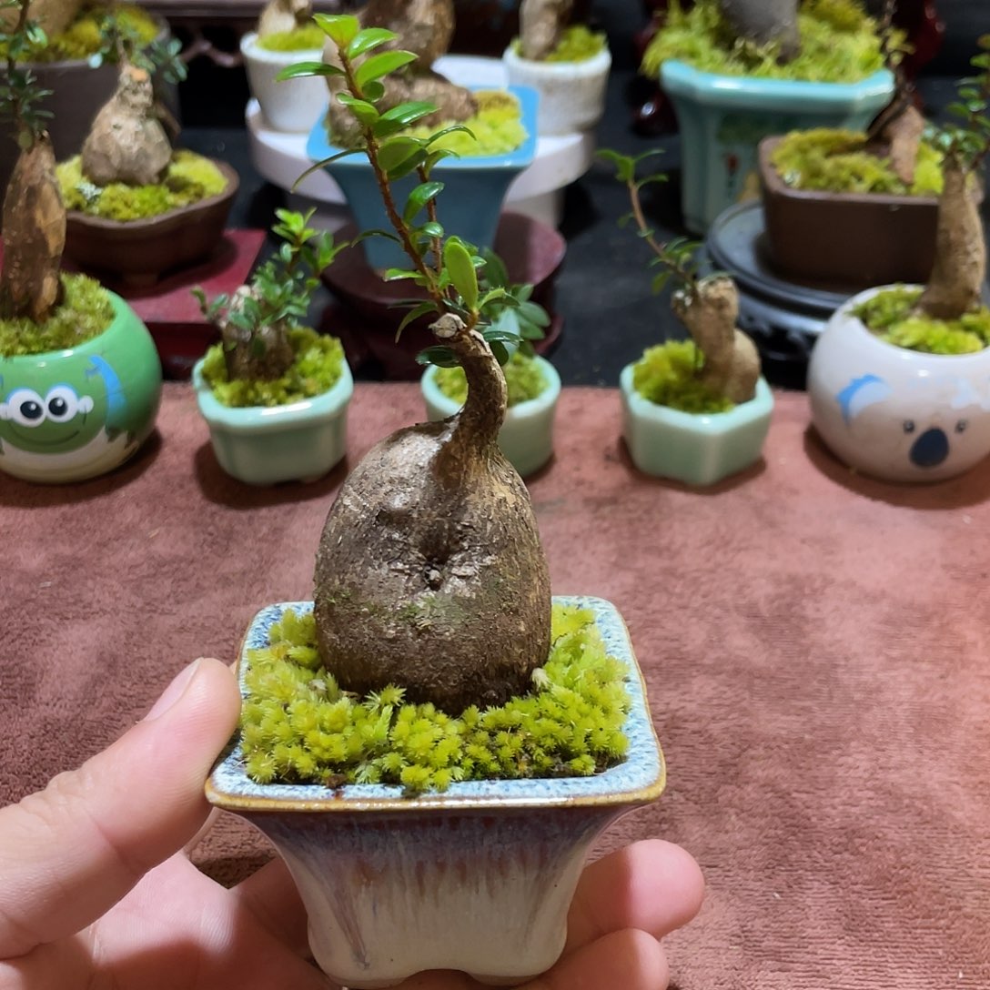 无花朵五翅梅一物一拍20