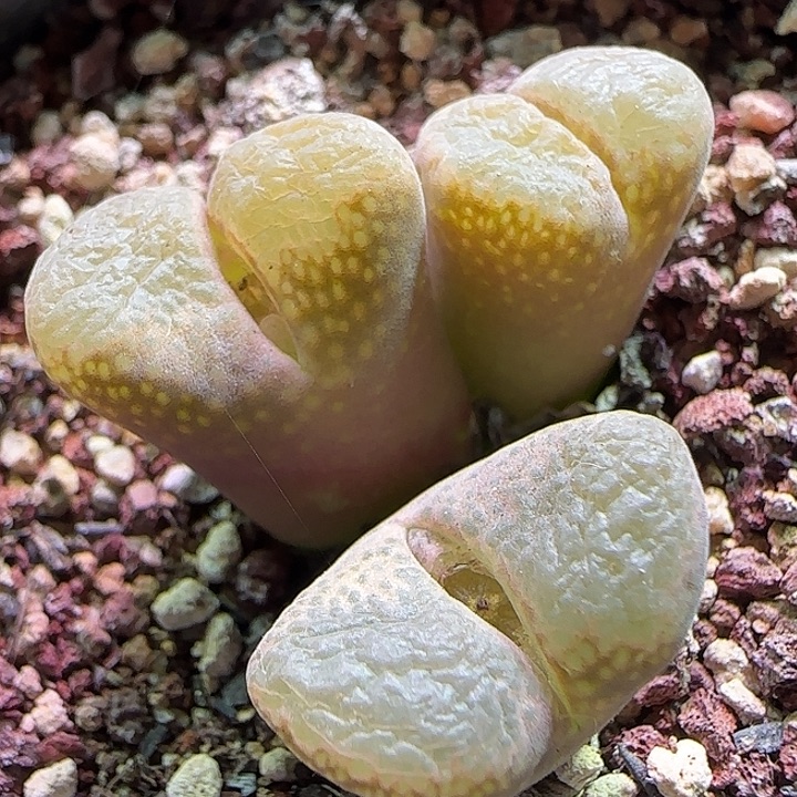 哈哈097 开播福利来啦 