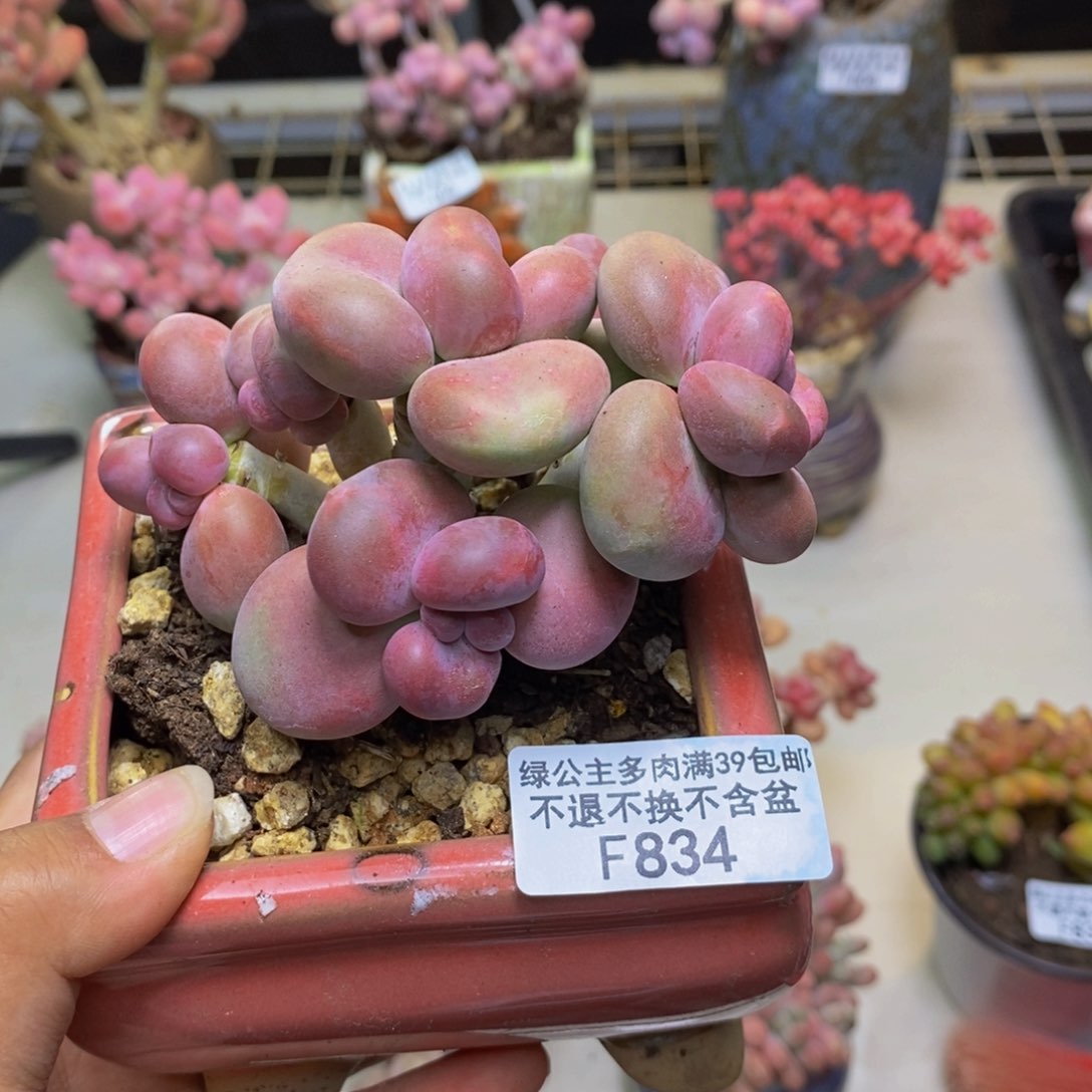 834芒果奶kk奶多肉7c m