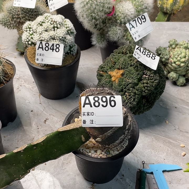 完全开放896紫皮尤波