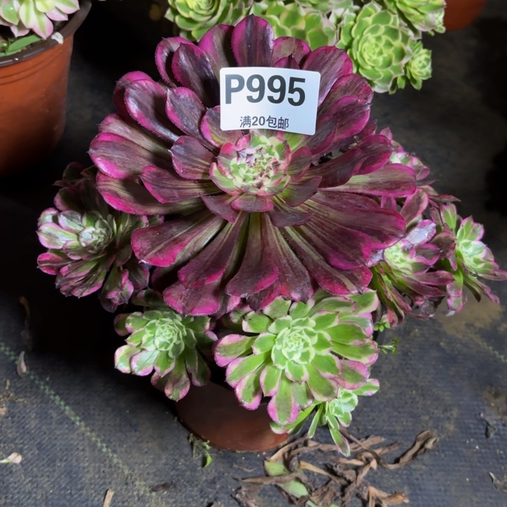 瑞妈，。。。。995。同花顺