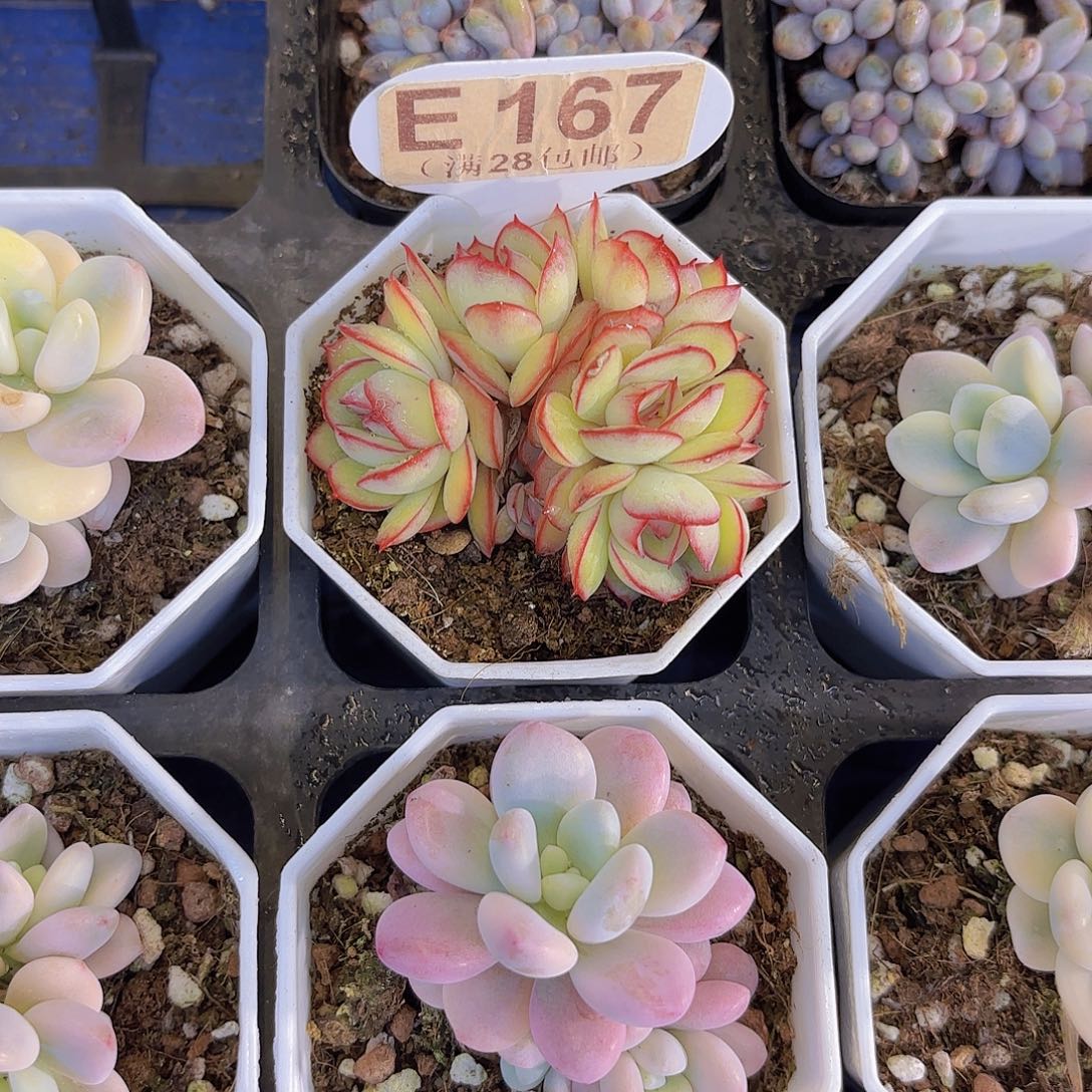 E167牡丹亭一物一拍