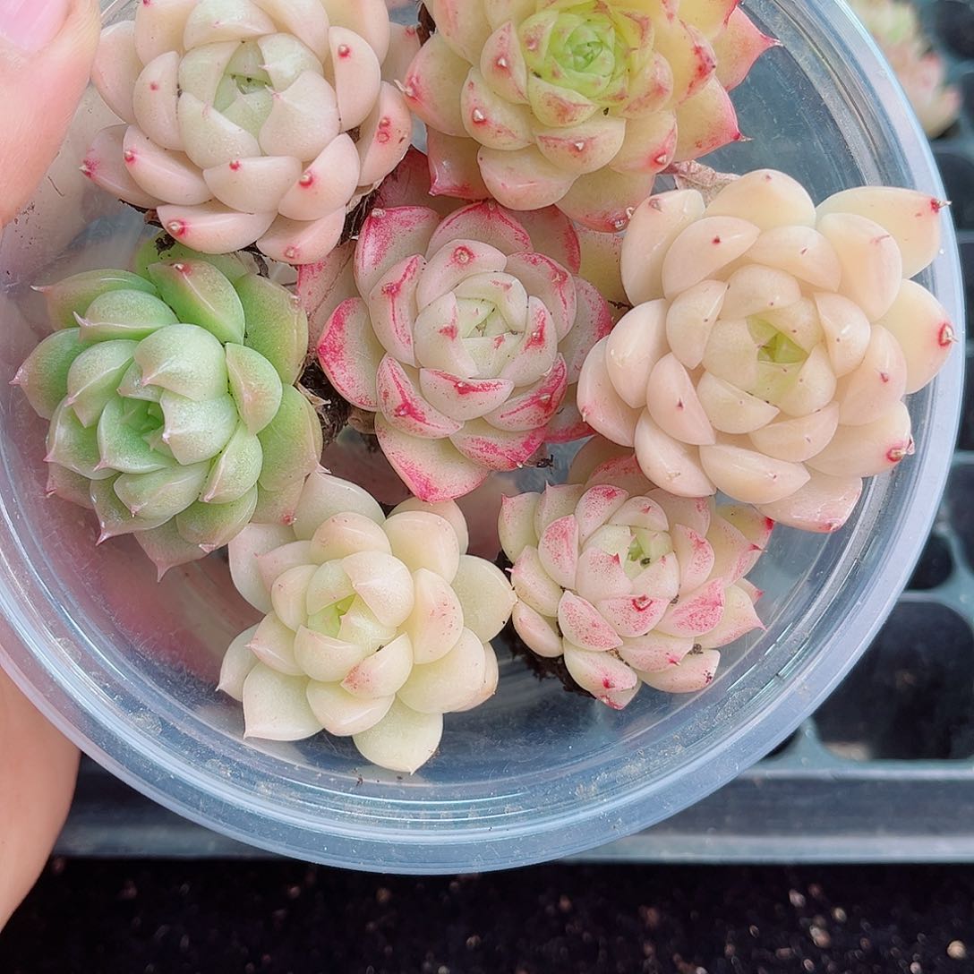 1-260 新疆西藏内蒙不发12.8包邮2-3公分多肉