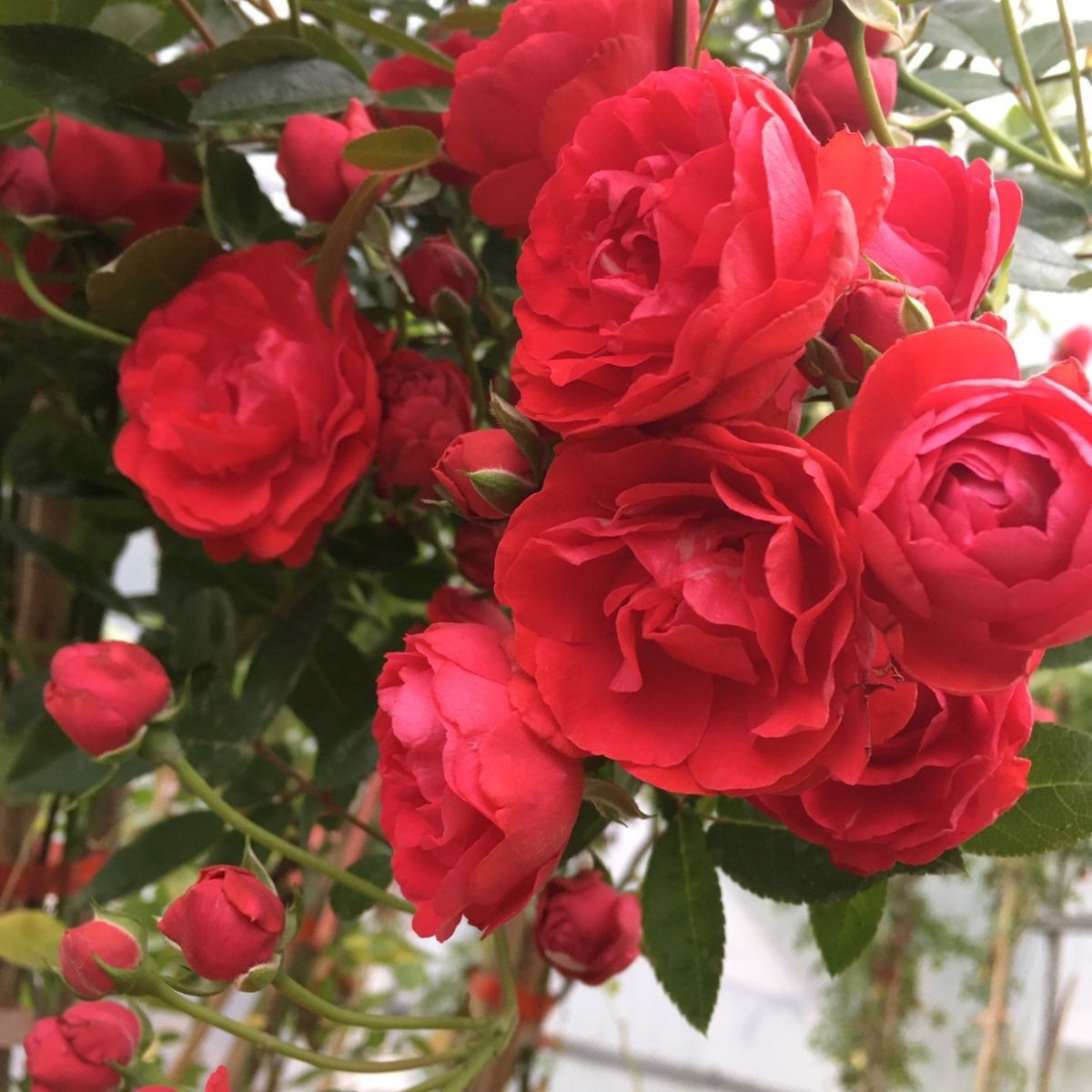 【加购物车3颗包邮】小苗月季浓香四季灌木爬藤月季大花阳台