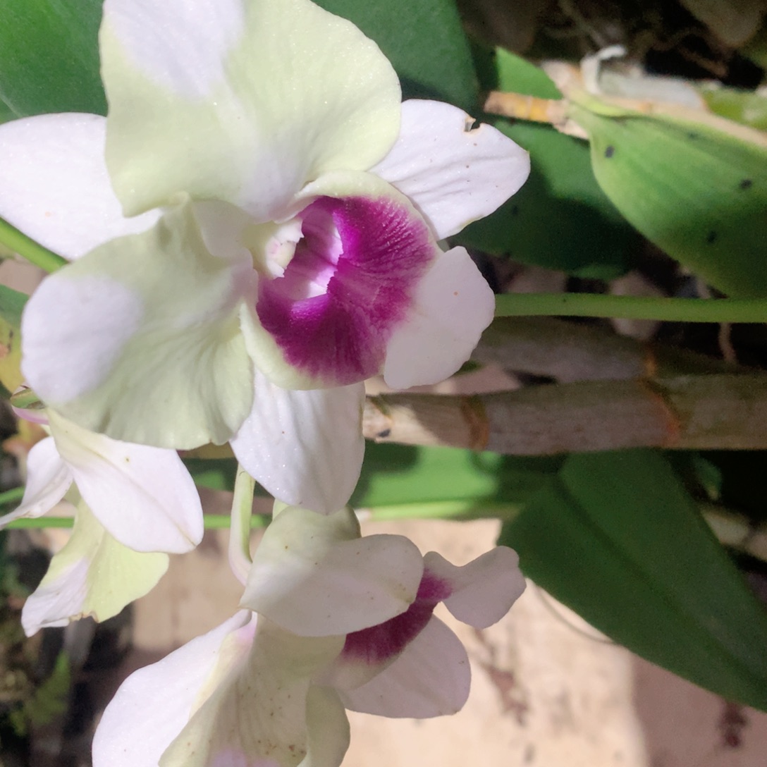 完全开放幕容龙王大小2苗裸根发，花叶不包损