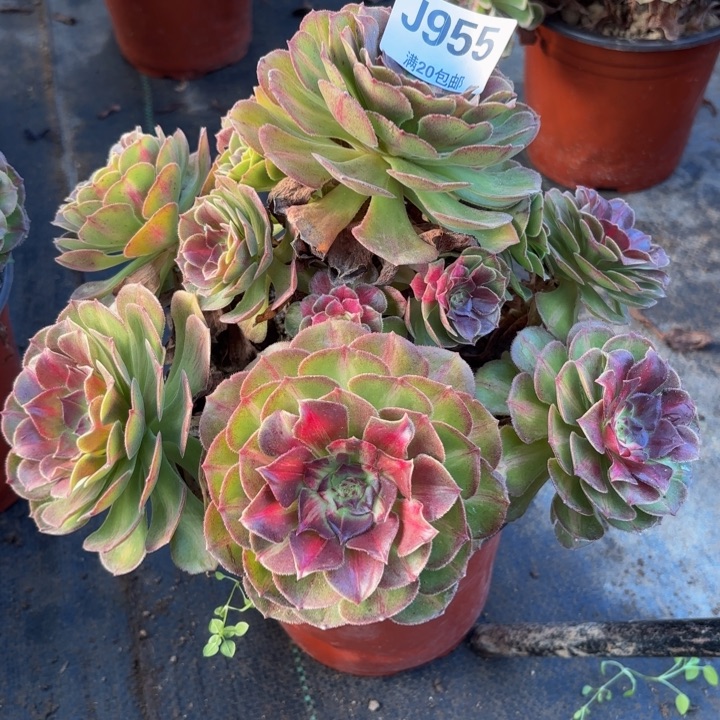 瑞妈多肉园艺955海王七彩