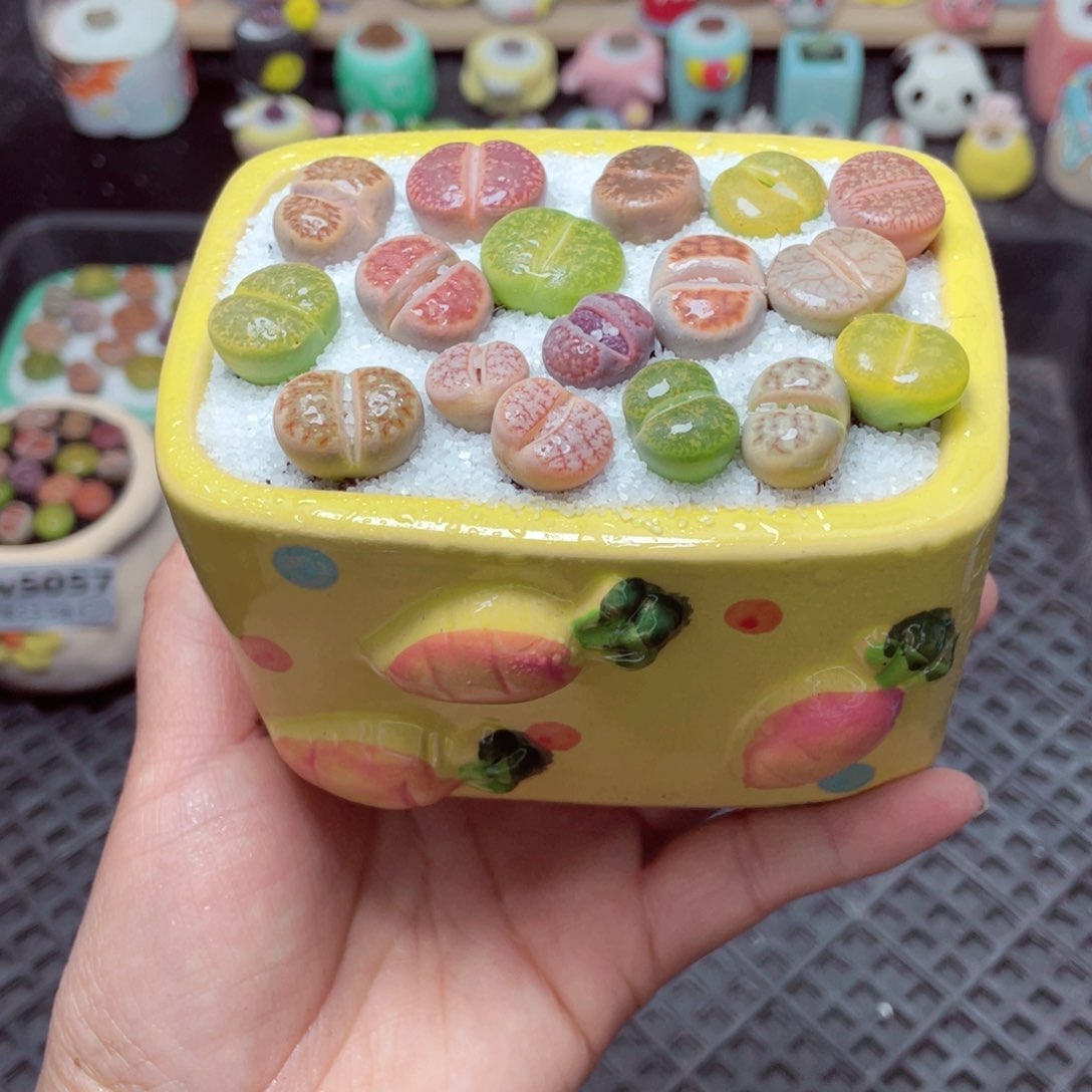 w5061 带盆土发货-零下地区拍保温箱