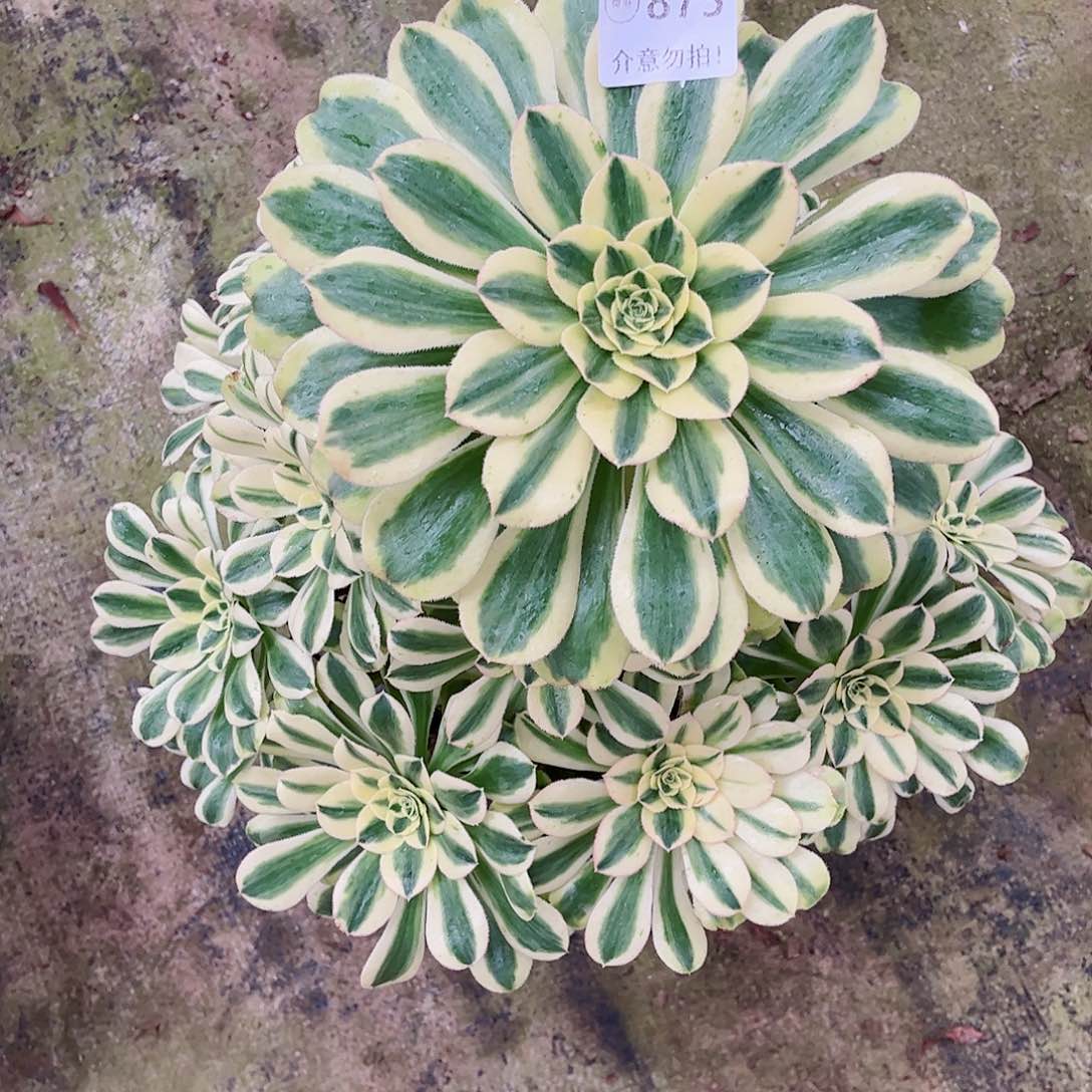 无花朵孔**k多肉植物白兰地875