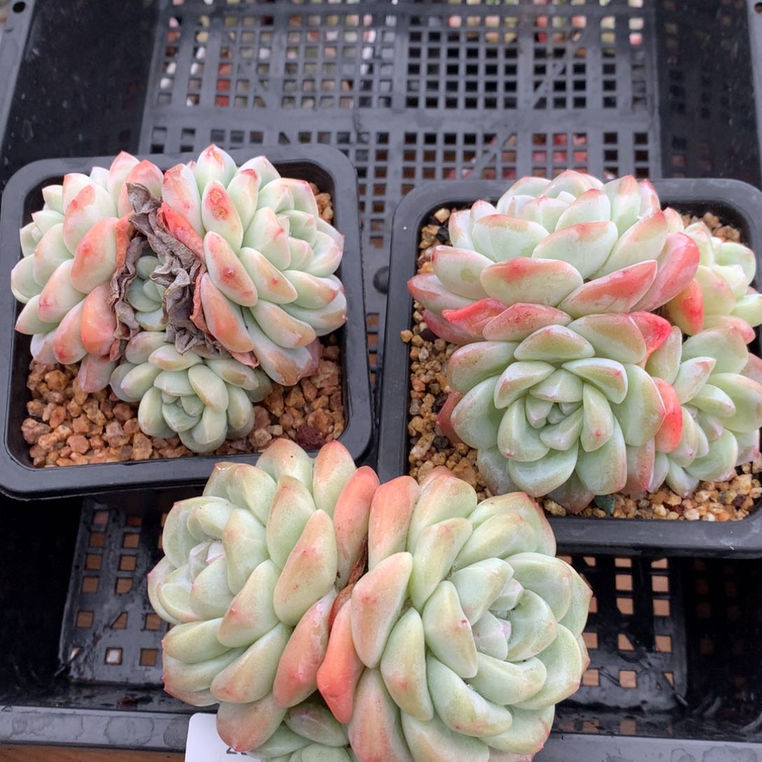 0128-07 精控冰玉三颗 不包整