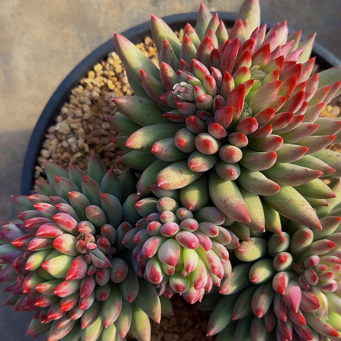 空***白啊来咯哦酷兔兔一组图他