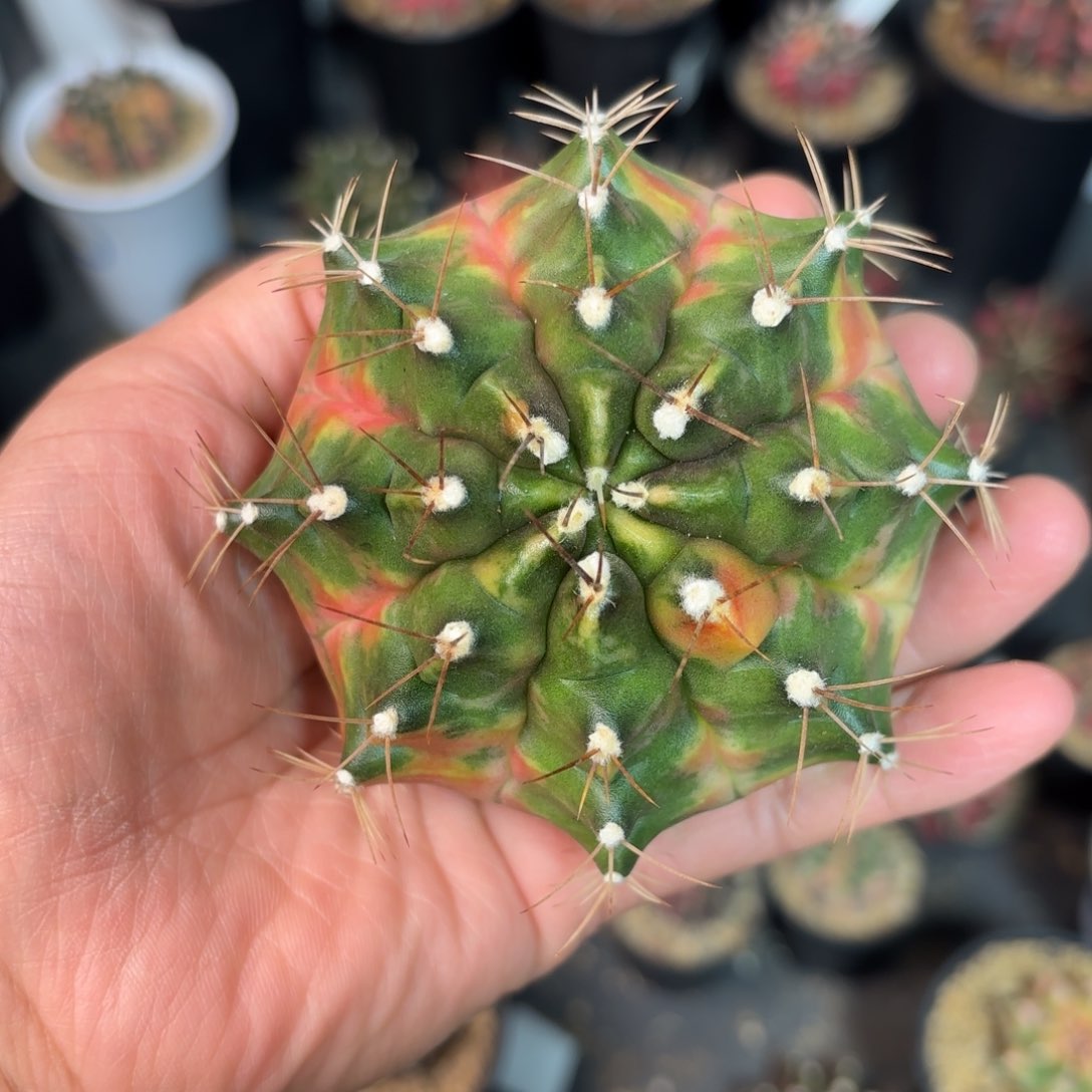 泰系实生仙人球11