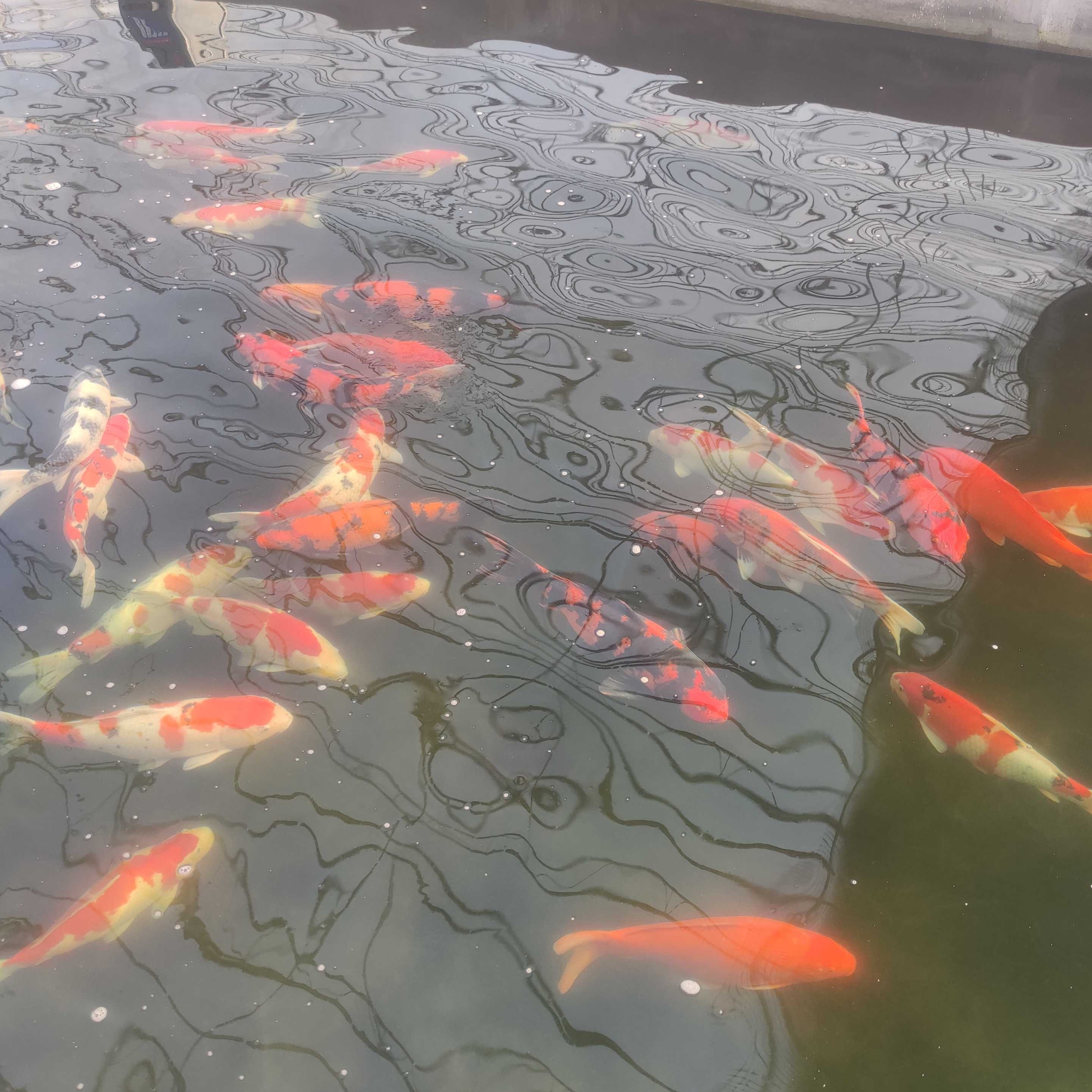 纯正血统锦鲤鱼五十公分起