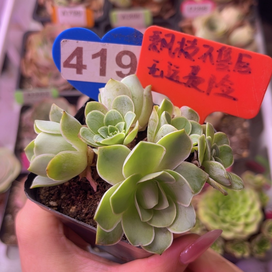 7方盆多头玫瑰老桩419 裸根发