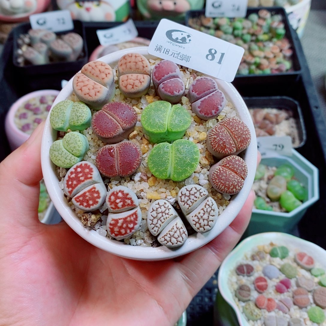 生石花花花花花花花花81