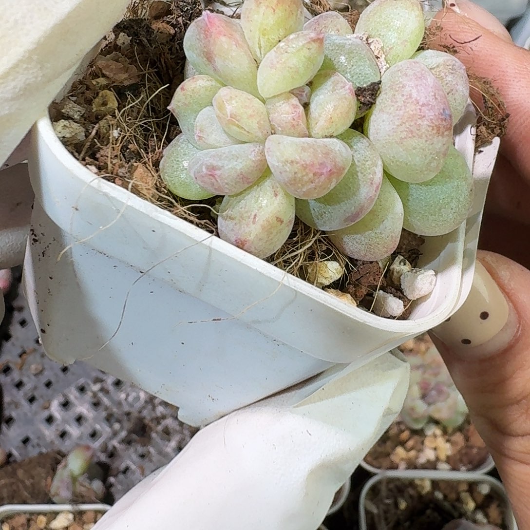 84 号到手1框～一物一拍