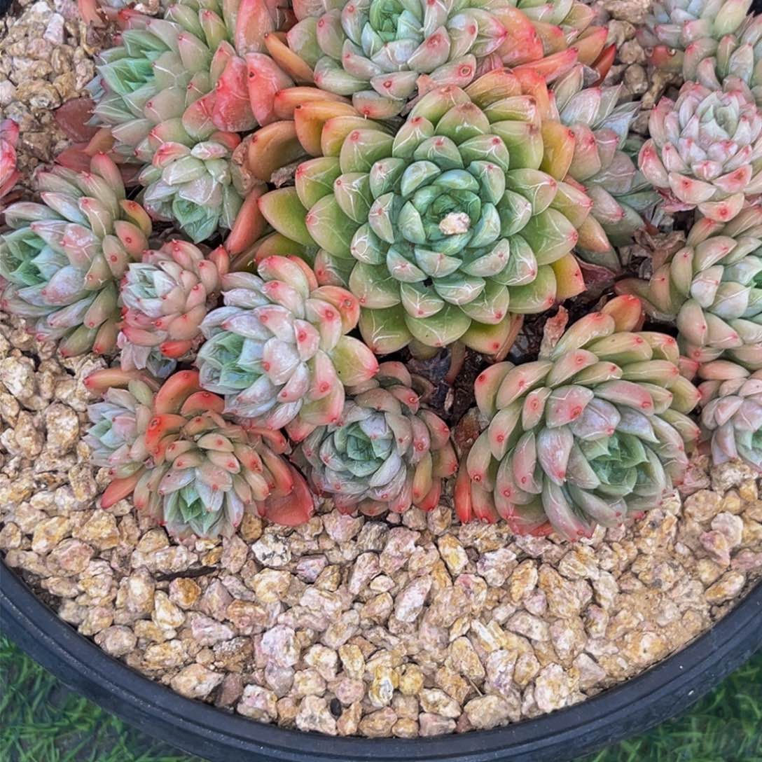 2716下午多肉植物群生