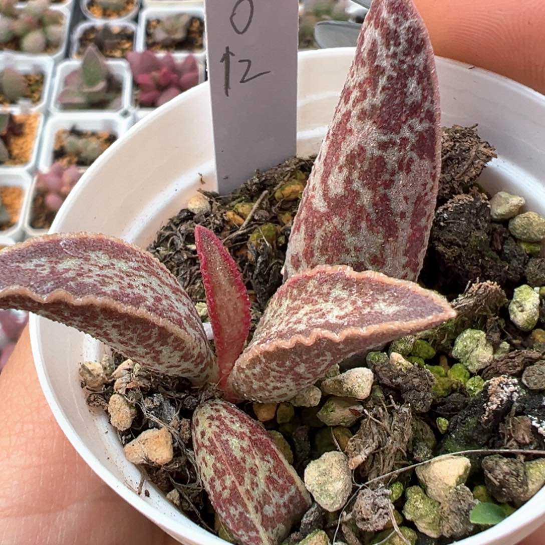 实生新品多肉植物水泡