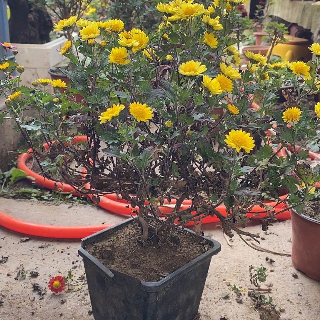 朵***朵完全开放菊花菊花