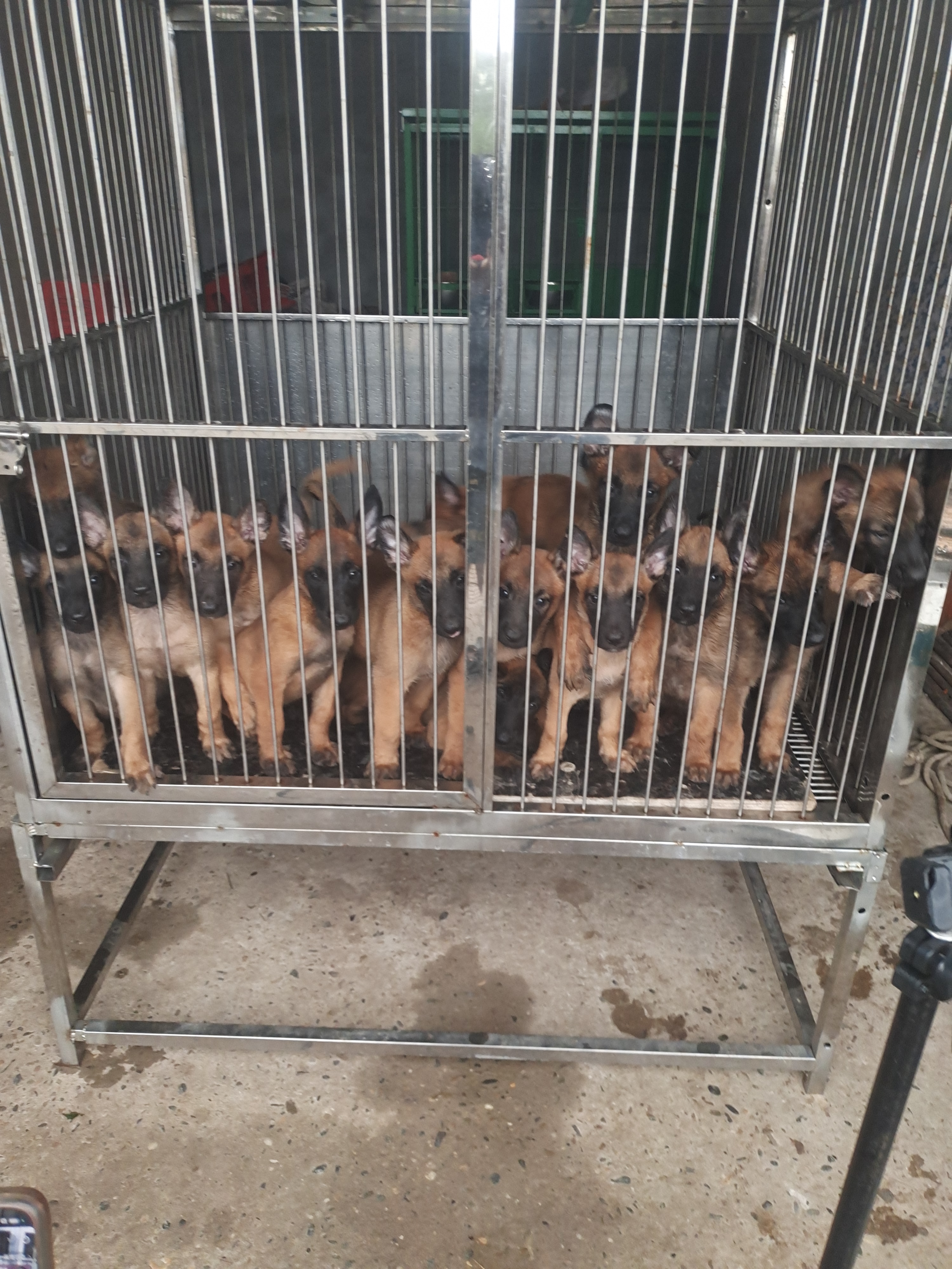 实心钢筋焊接中大型犬狗笼超强承重加厚耐咬适合狗场使用