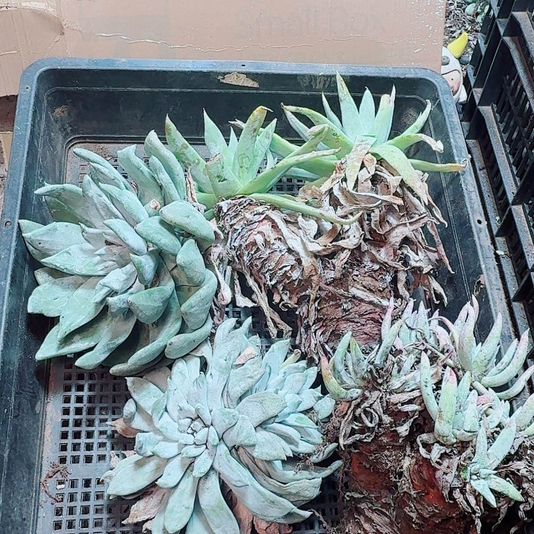6241瑕疵框拍不售后