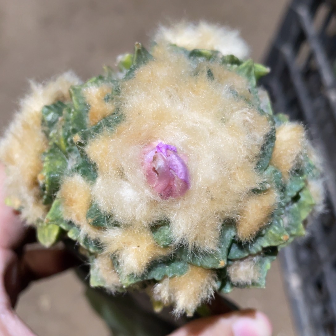 新顿杂怒锦 910 仙人球