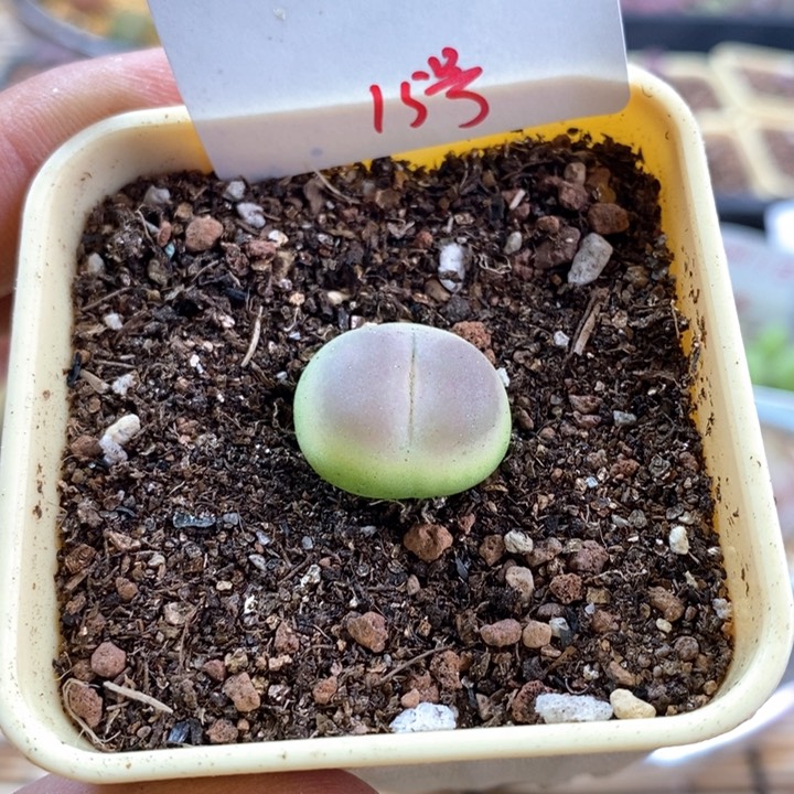 无花朵一物一拍-8.11-拉登母本-15号