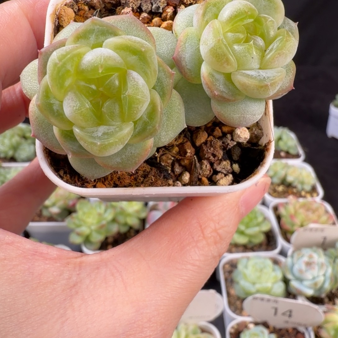 欢***贝欢乐一颗双头甜心发货