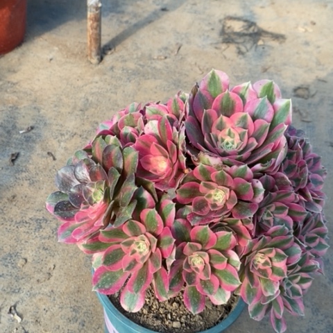 粉女巫多肉植物010