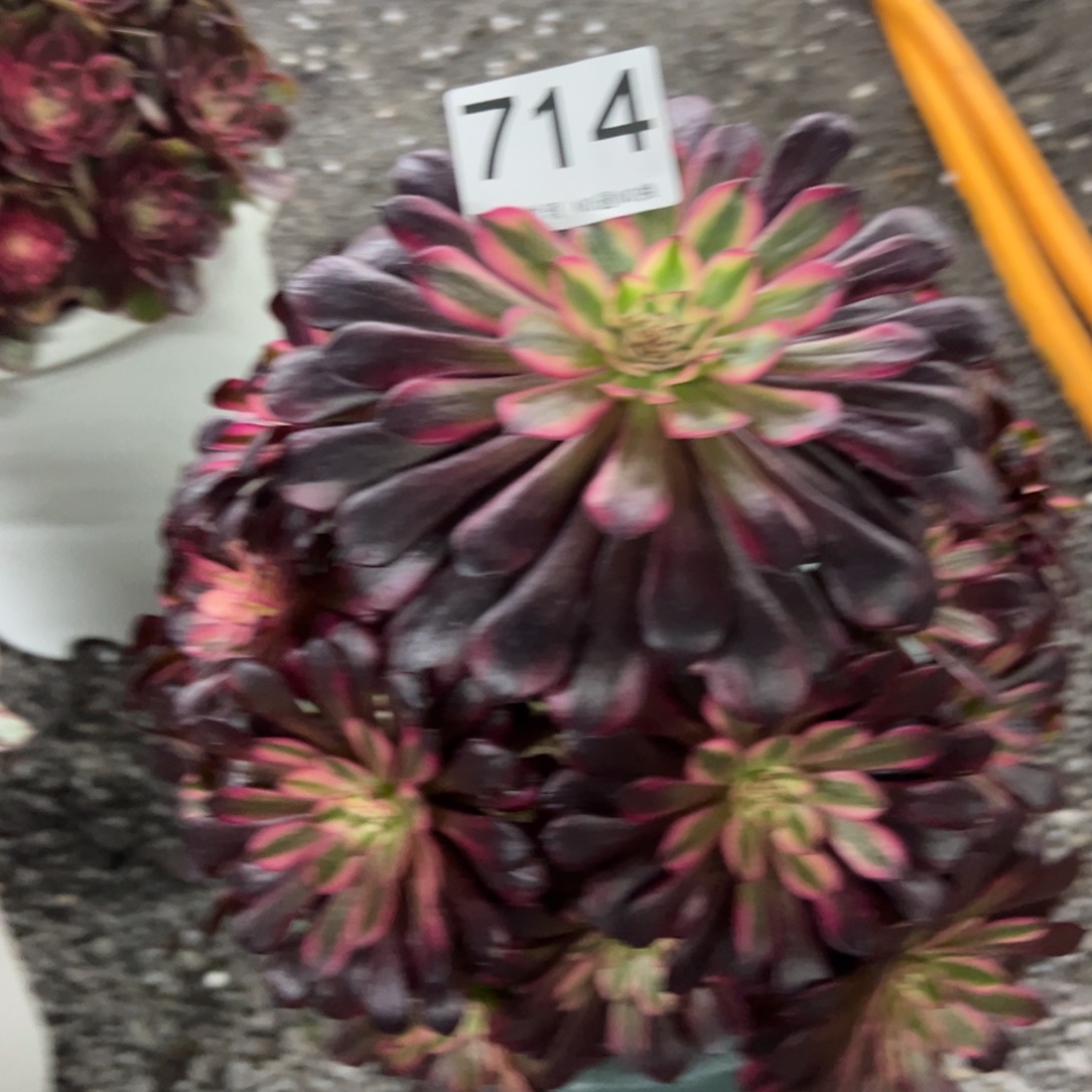 我是真的很喜欢这个