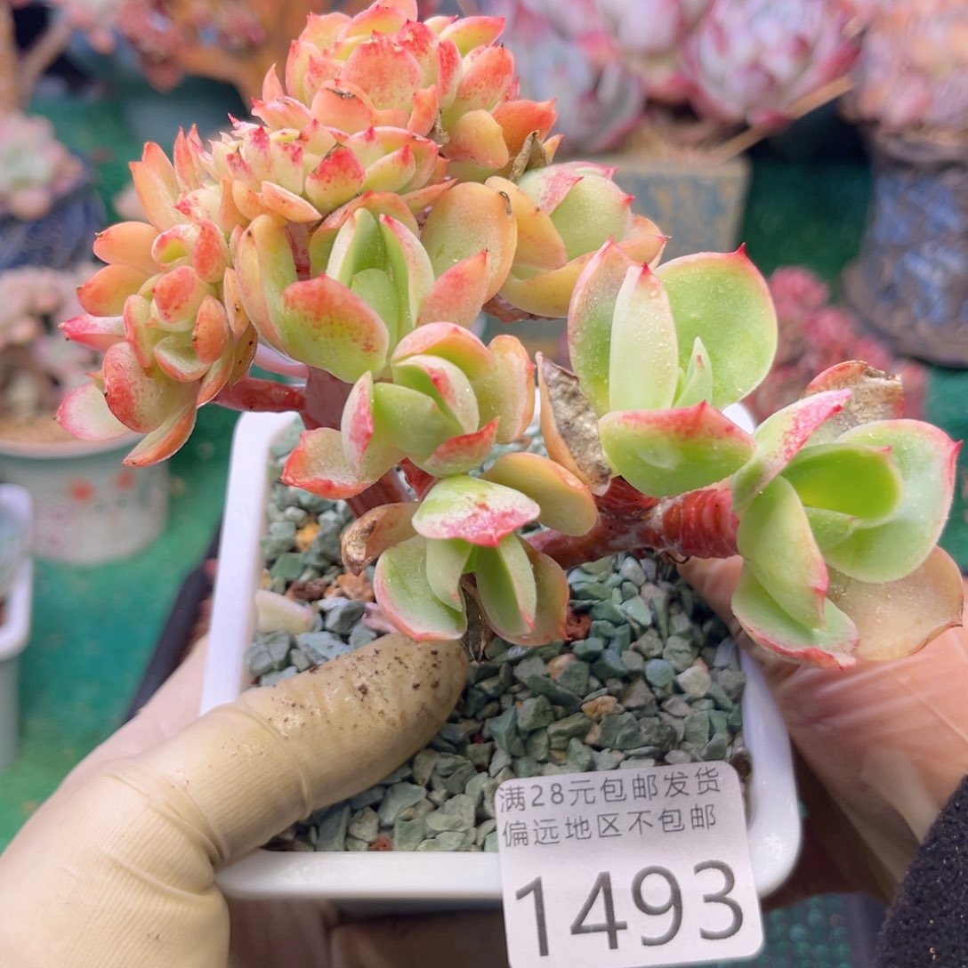 大1493，b s b f h v b n