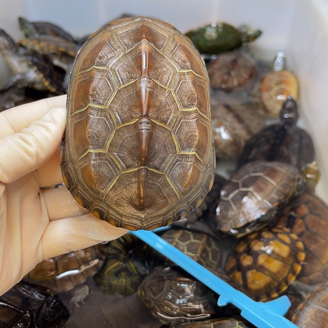 柿***意中华草龟公母搭配