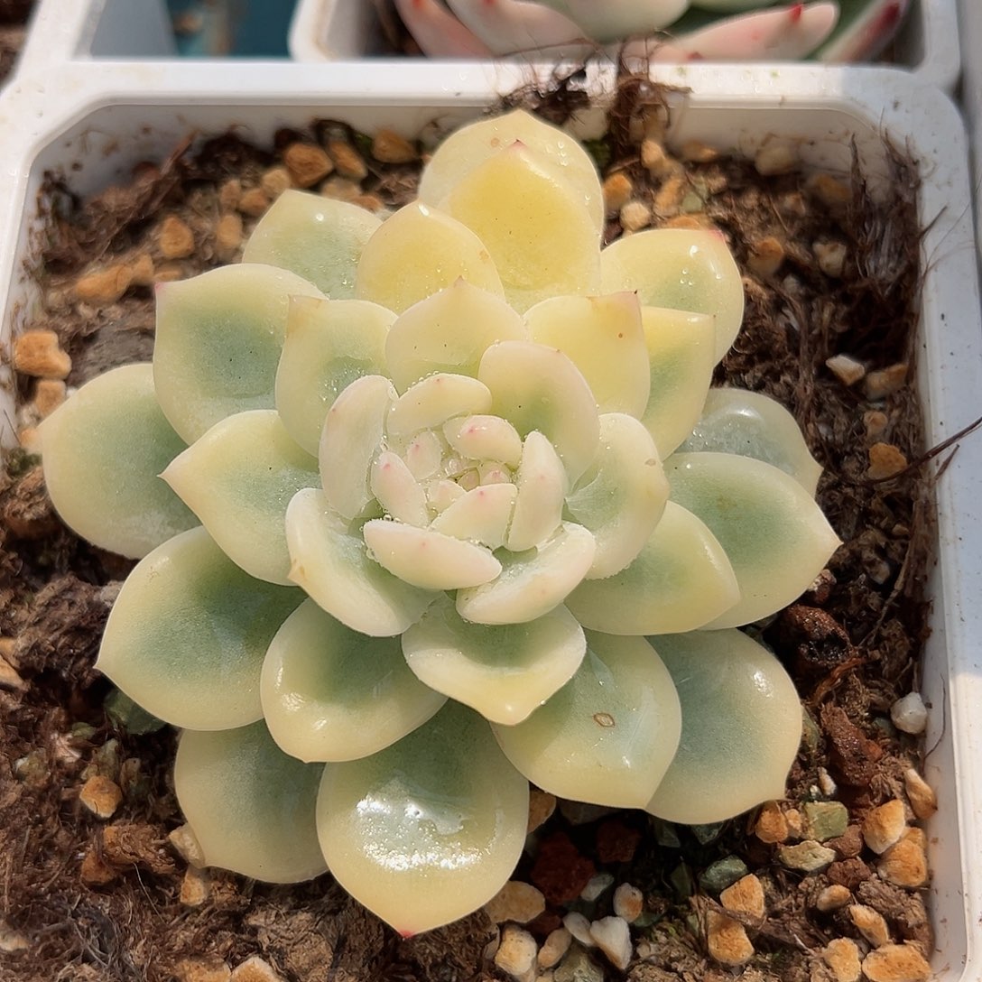 橙梦露锦，宽覆轮锦