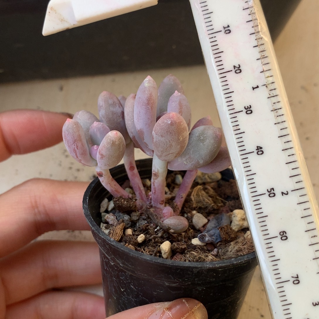 毛***儿彩虹 小书肉奶酪多肉 