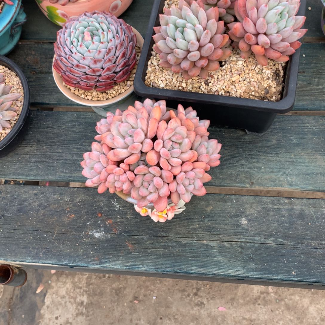 奔***格一物一拍一物一拍