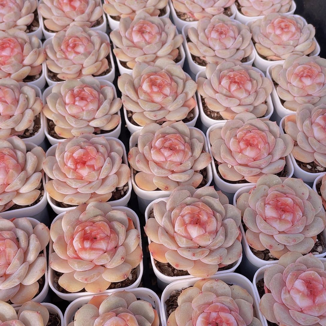 量拍144号 桃心珍妮单头一个