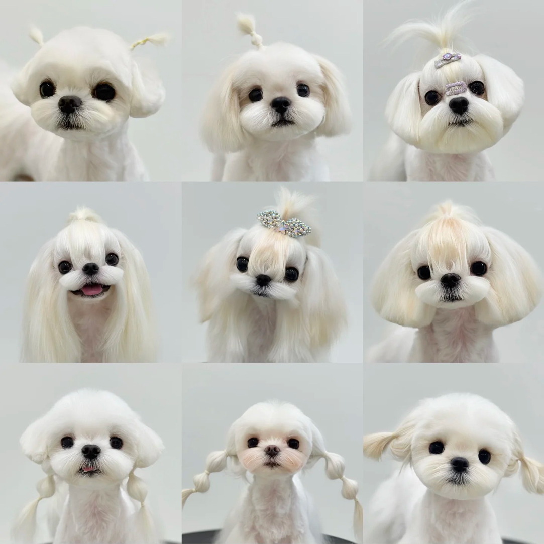 精品马尔济斯小型犬幼犬公母详情咨询客服