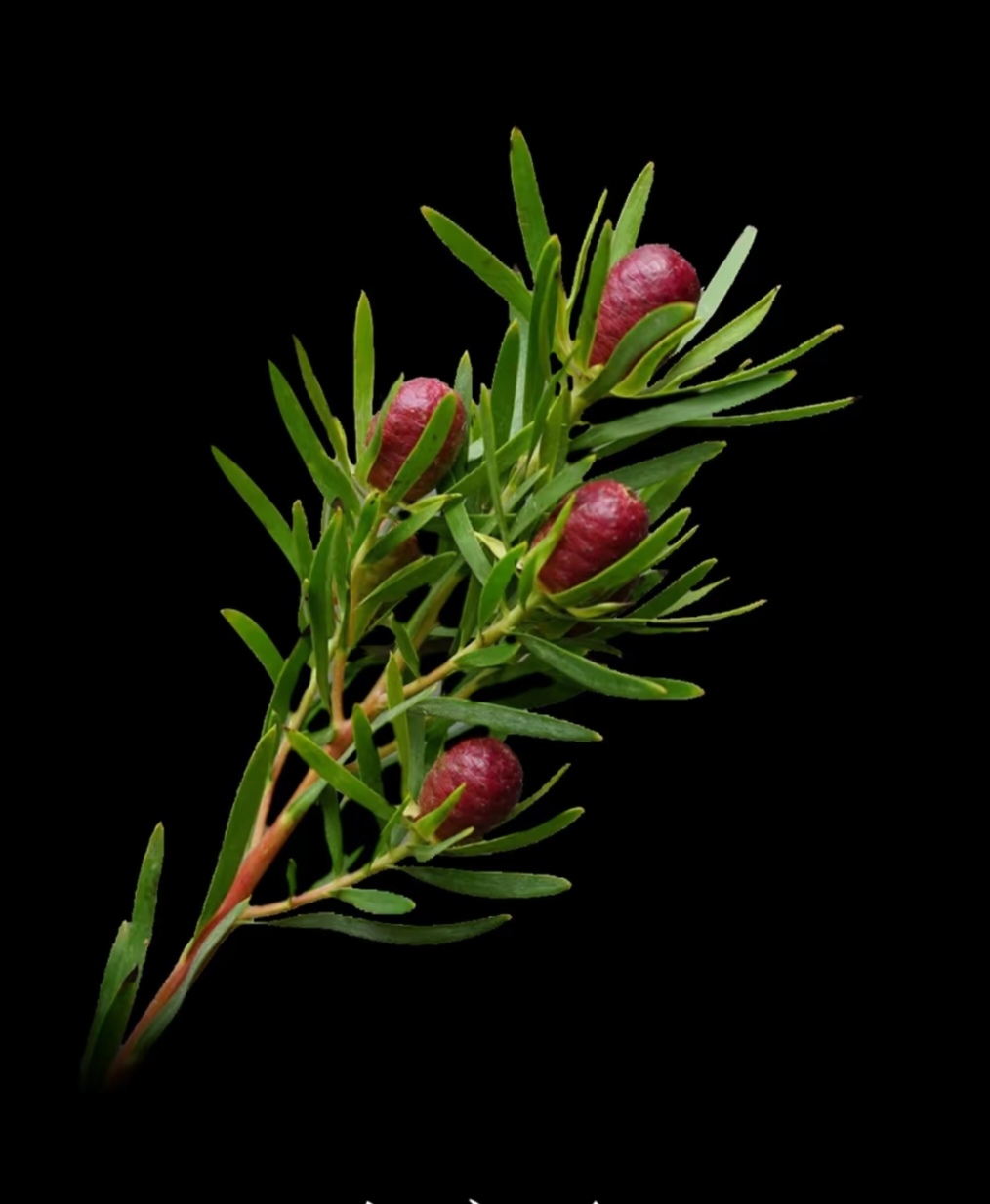 澳洲红宝石可做干花