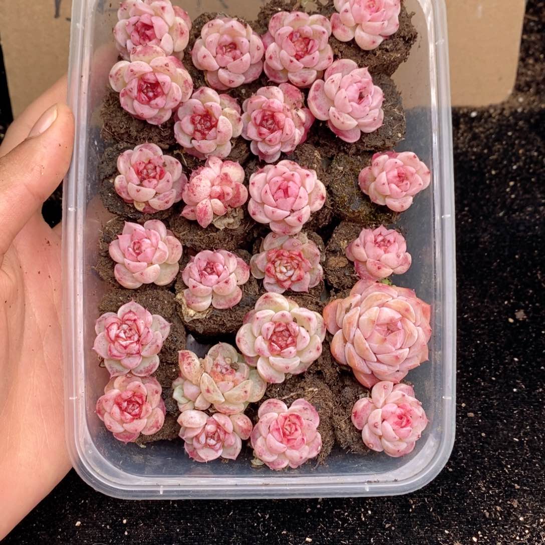 2-834 新疆西藏内蒙不发其他一单包邮两到三公分多肉