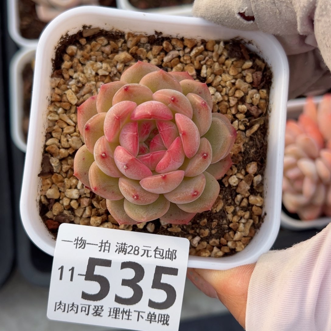 琴心多肉多肉多肉多肉