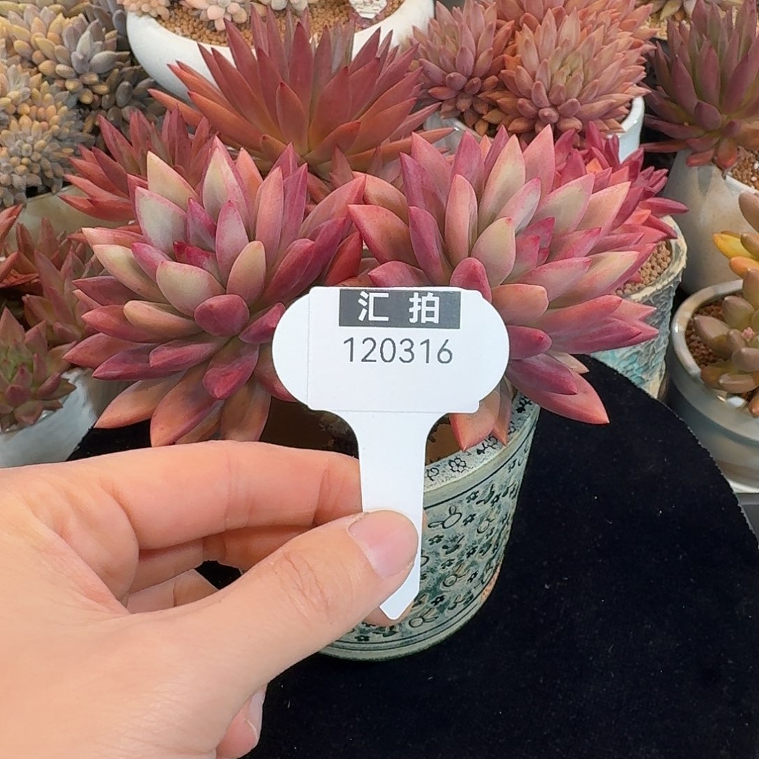 精品多肉植物120316